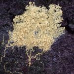 モジホコリの仲間 の高画質写真です。横浜市で、2025年6月27日に撮影したものです。