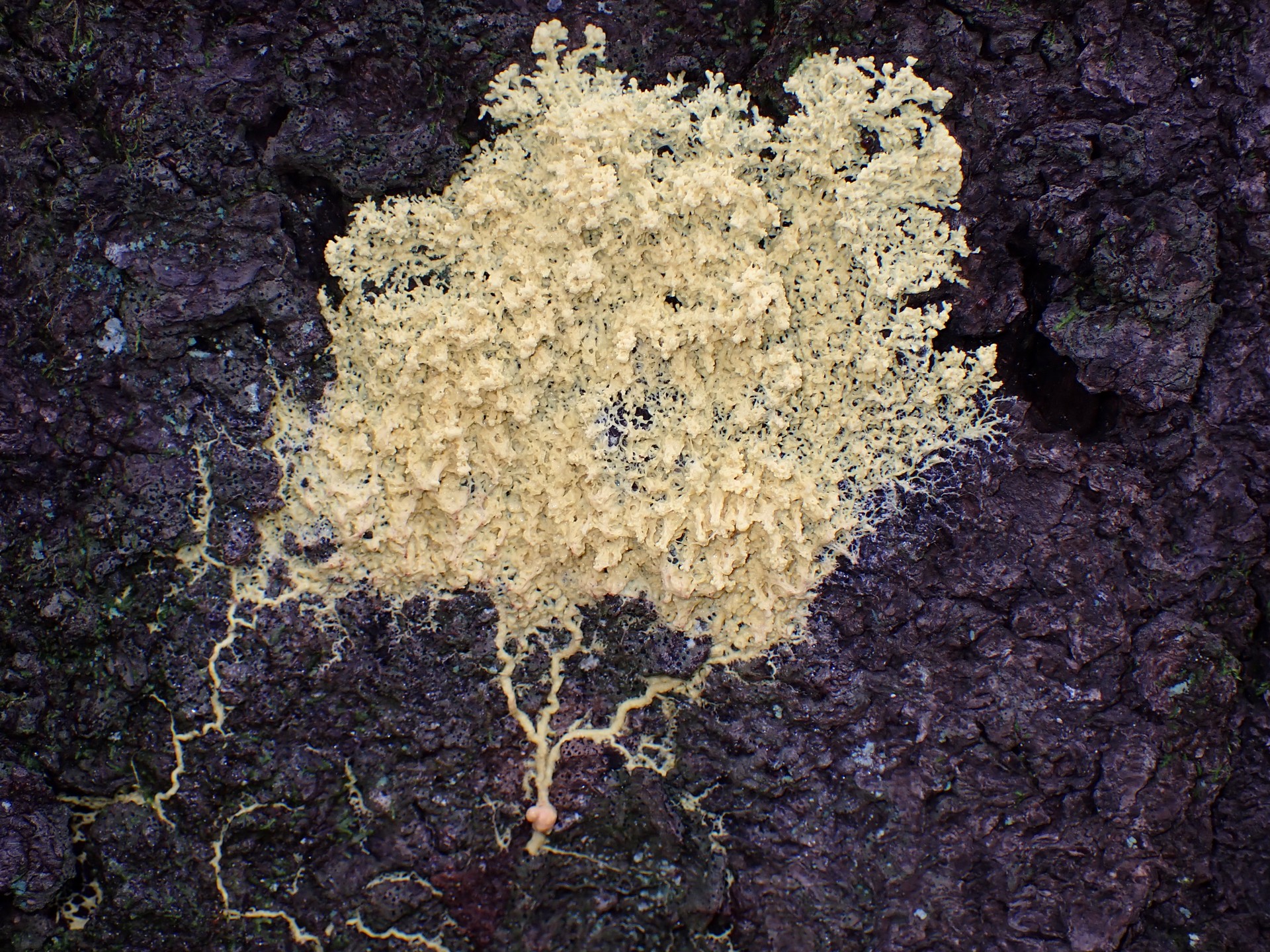 モジホコリの仲間 の高画質写真です。横浜市で、2025年6月27日に撮影したものです。