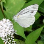 モンシロチョウ の高画質写真です。横浜市で、2025年6月16日に撮影したものです。