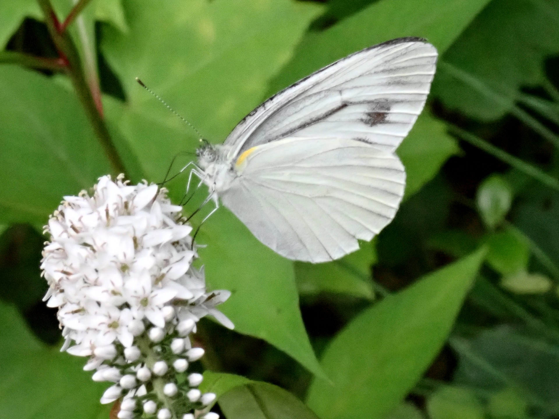 モンシロチョウ の高画質写真です。横浜市で、2025年6月16日に撮影したものです。