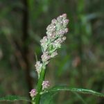 ムラサキニガナ の高画質写真です。横浜市で、2025年6月1日に撮影したものです。