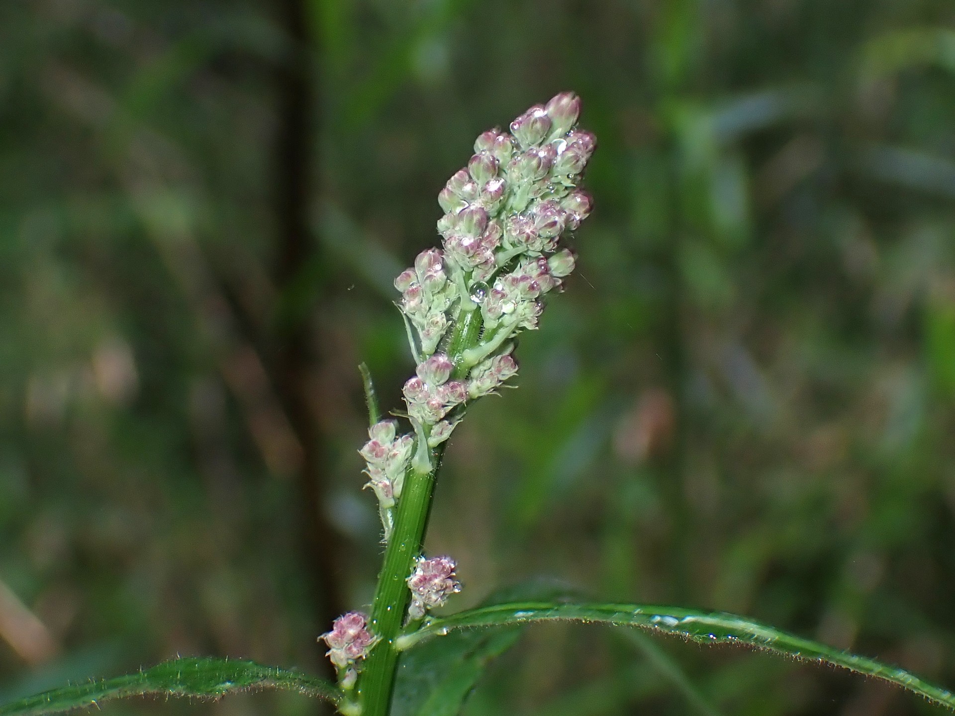 ムラサキニガナ の高画質写真です。横浜市で、2025年6月1日に撮影したものです。