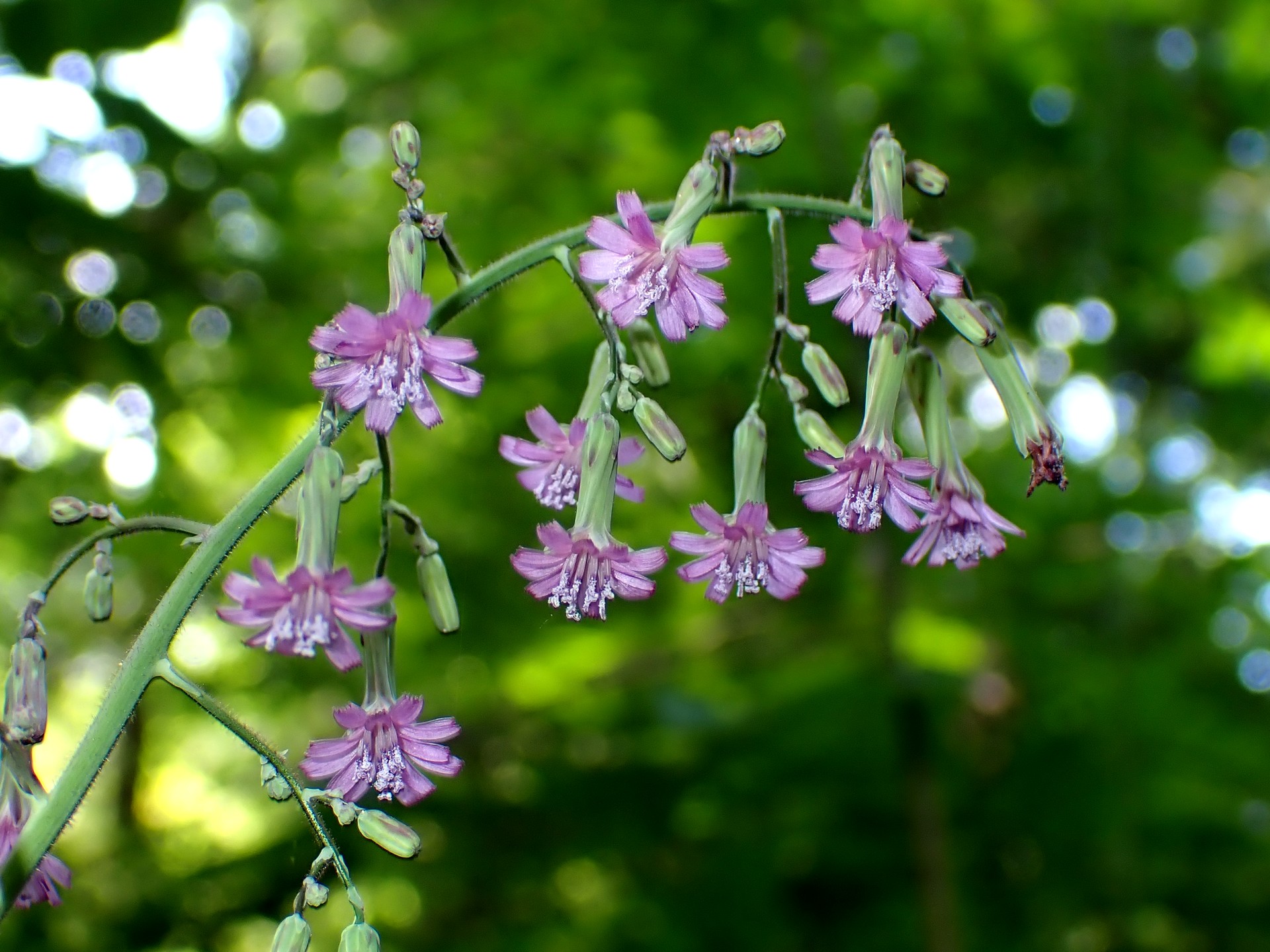 ムラサキニガナ の高画質写真です。横浜市で、2025年6月18日に撮影したものです。