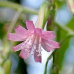 ムラサキニガナ の高画質写真です。横浜市で、2025年6月18日に撮影したものです。