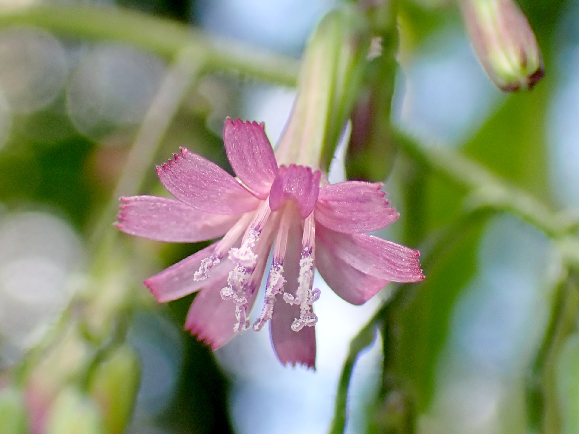 ムラサキニガナ の高画質写真です。横浜市で、2025年6月18日に撮影したものです。