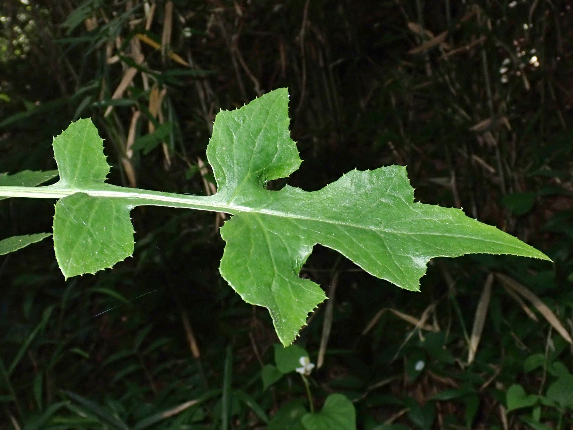 ムラサキニガナ の高画質写真です。横浜市で、2025年6月18日に撮影したものです。