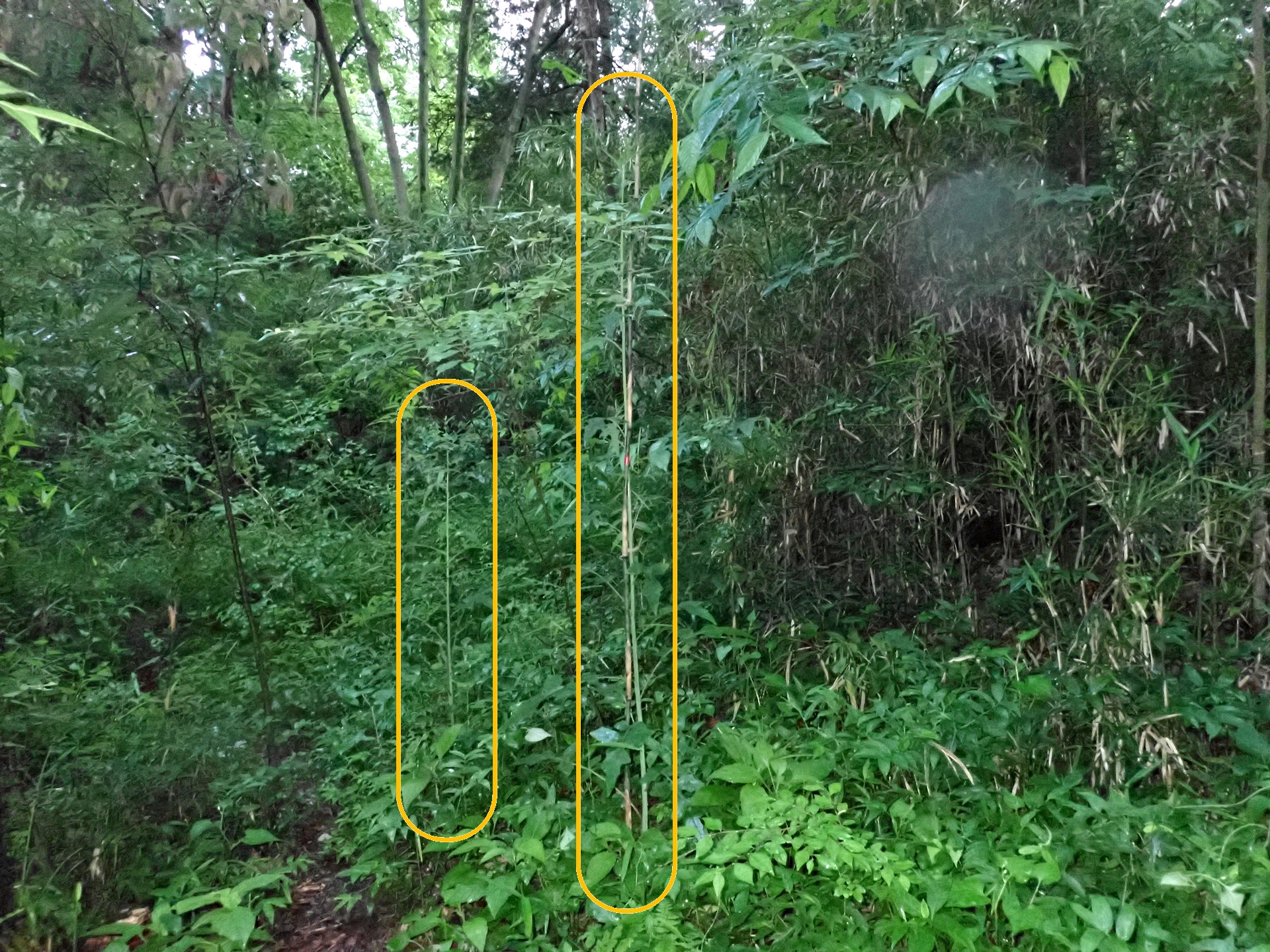 ムラサキニガナ の高画質写真です。横浜市で、2025年6月1日に撮影したものです。