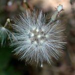 ムラサキニガナ の高画質写真です。横浜市で、2025年6月20日に撮影したものです。