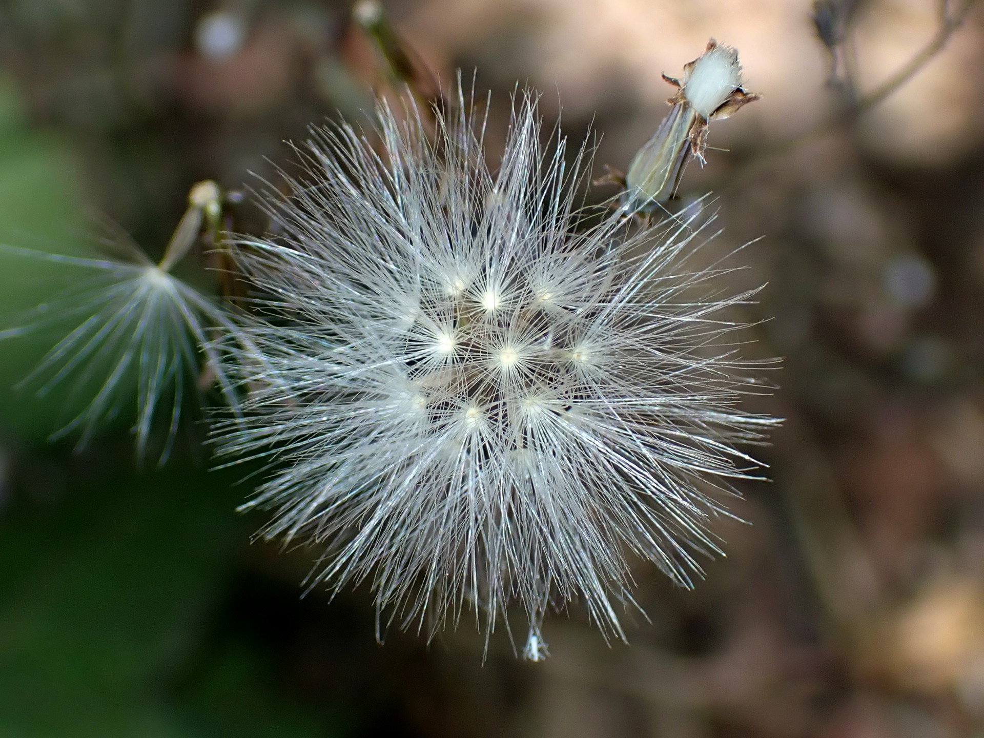 ムラサキニガナ の高画質写真です。横浜市で、2025年6月20日に撮影したものです。