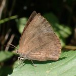 ムラサキシジミ の高画質写真です。横浜市で、2025年6月20日に撮影したものです。