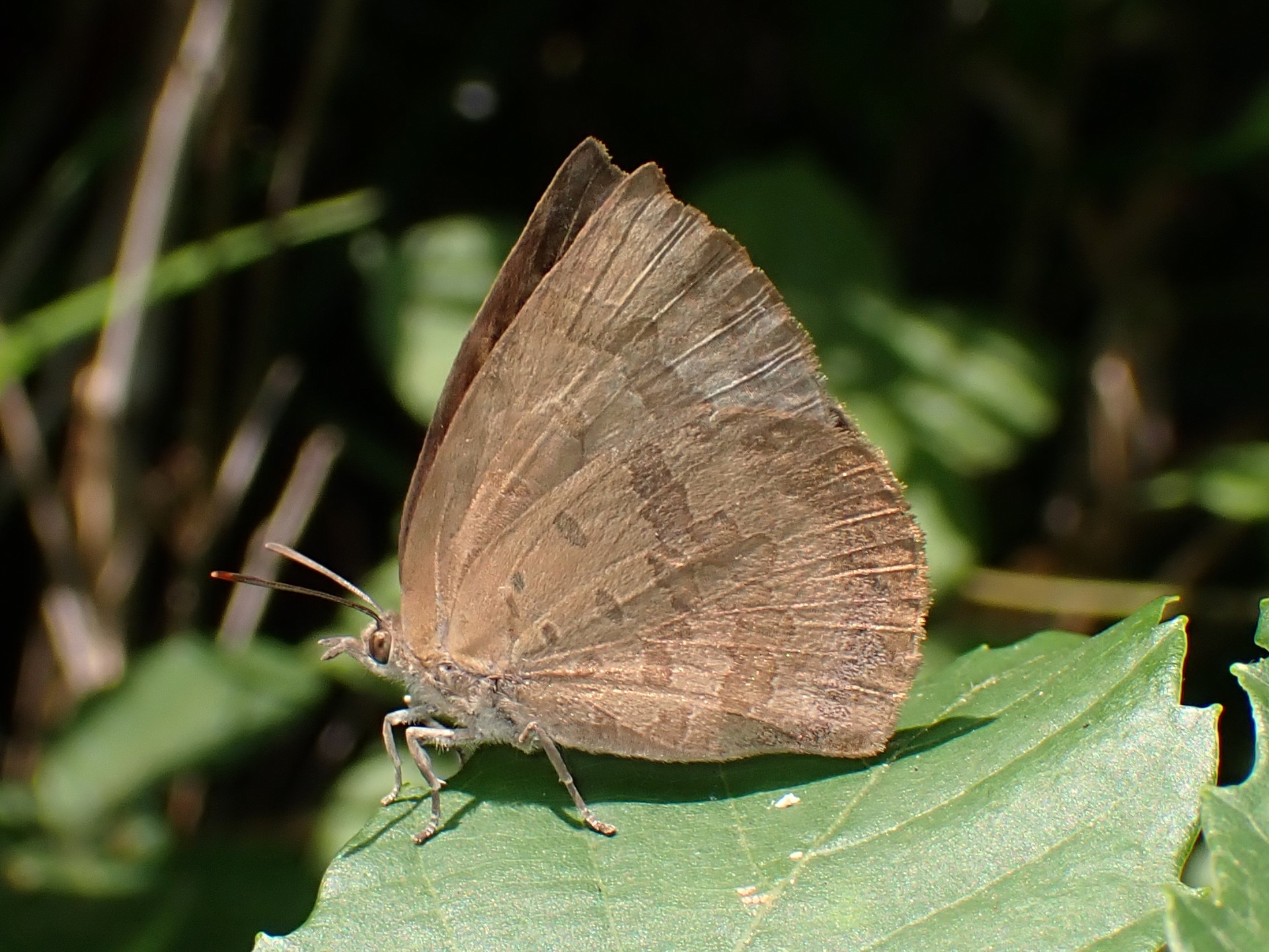 ムラサキシジミ の高画質写真です。横浜市で、2025年6月20日に撮影したものです。