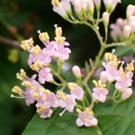 ムラサキシキブ の高画質写真です。横浜市で、2025年6月13日に撮影したものです。