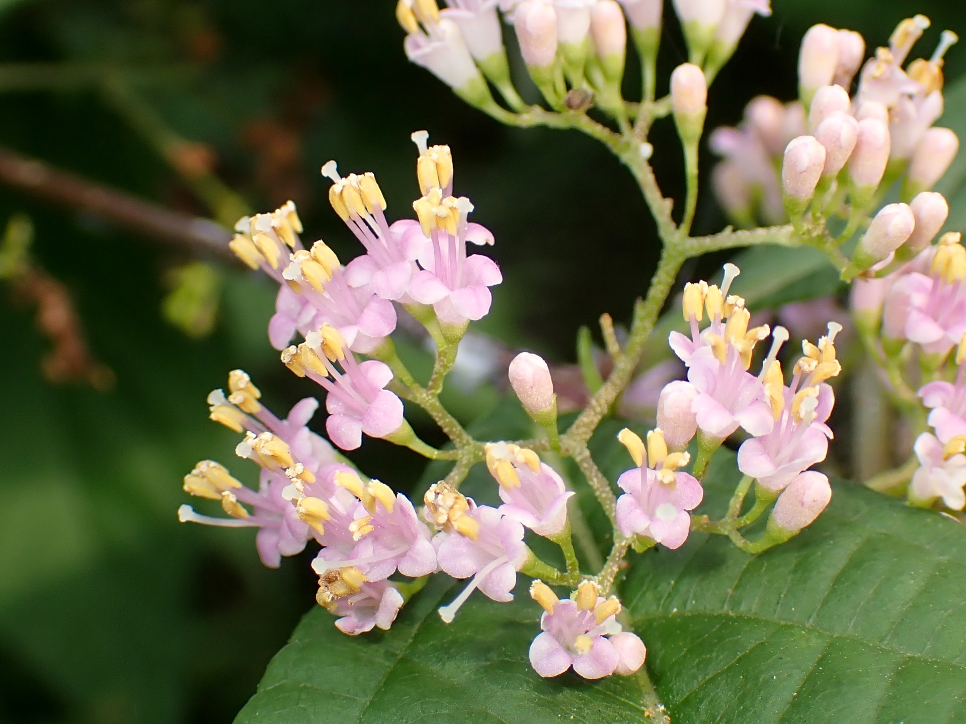 ムラサキシキブ の高画質写真です。横浜市で、2025年6月13日に撮影したものです。