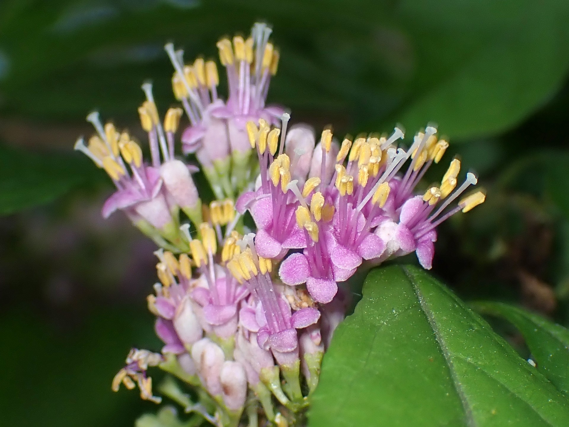 ムラサキシキブ の高画質写真です。横浜市で、2025年6月13日に撮影したものです。