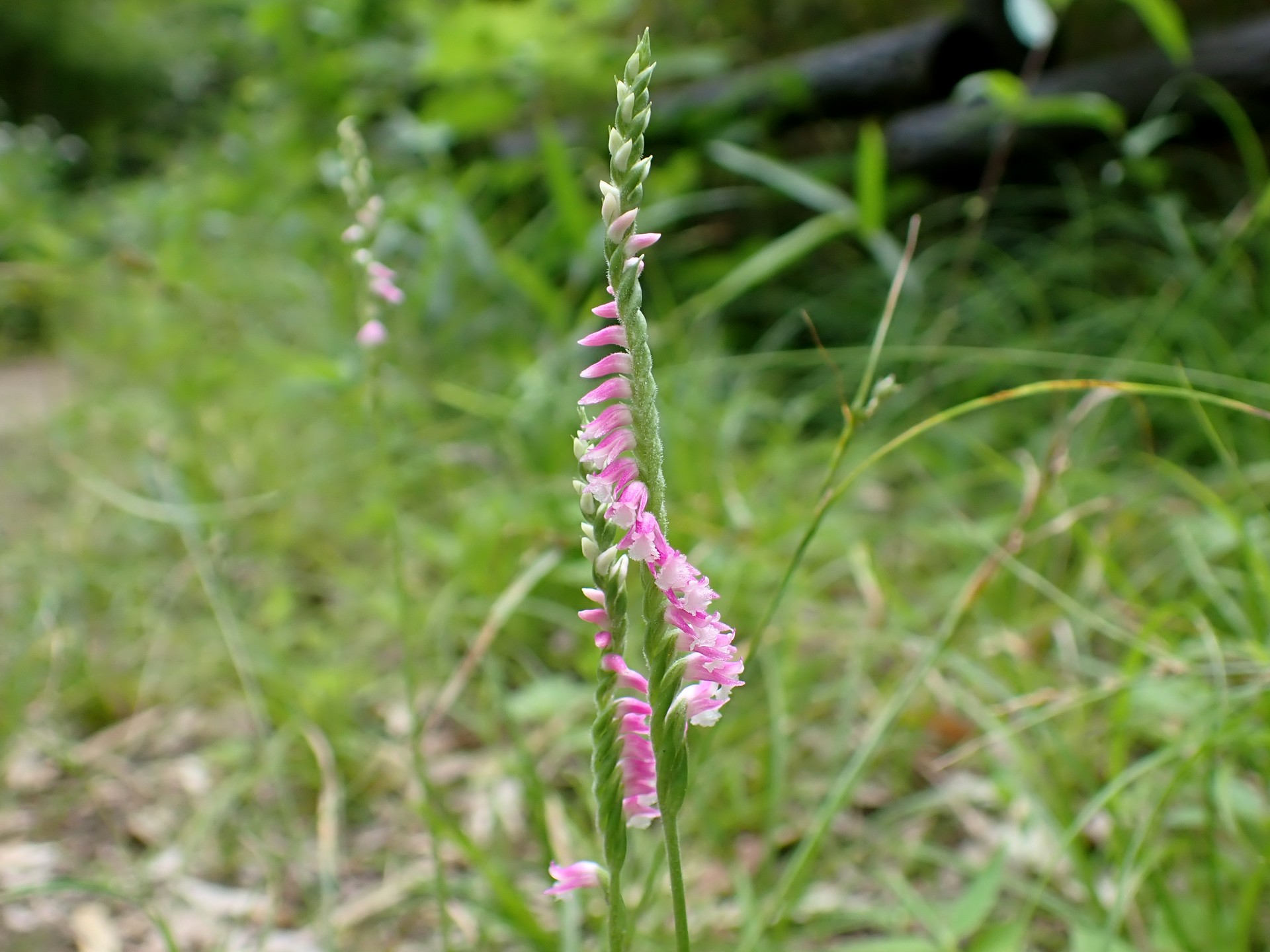 ネジバナ の高画質写真です。横浜市で、2025年6月13日に撮影したものです。
