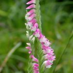 ネジバナ の高画質写真です。横浜市で、2025年6月13日に撮影したものです。