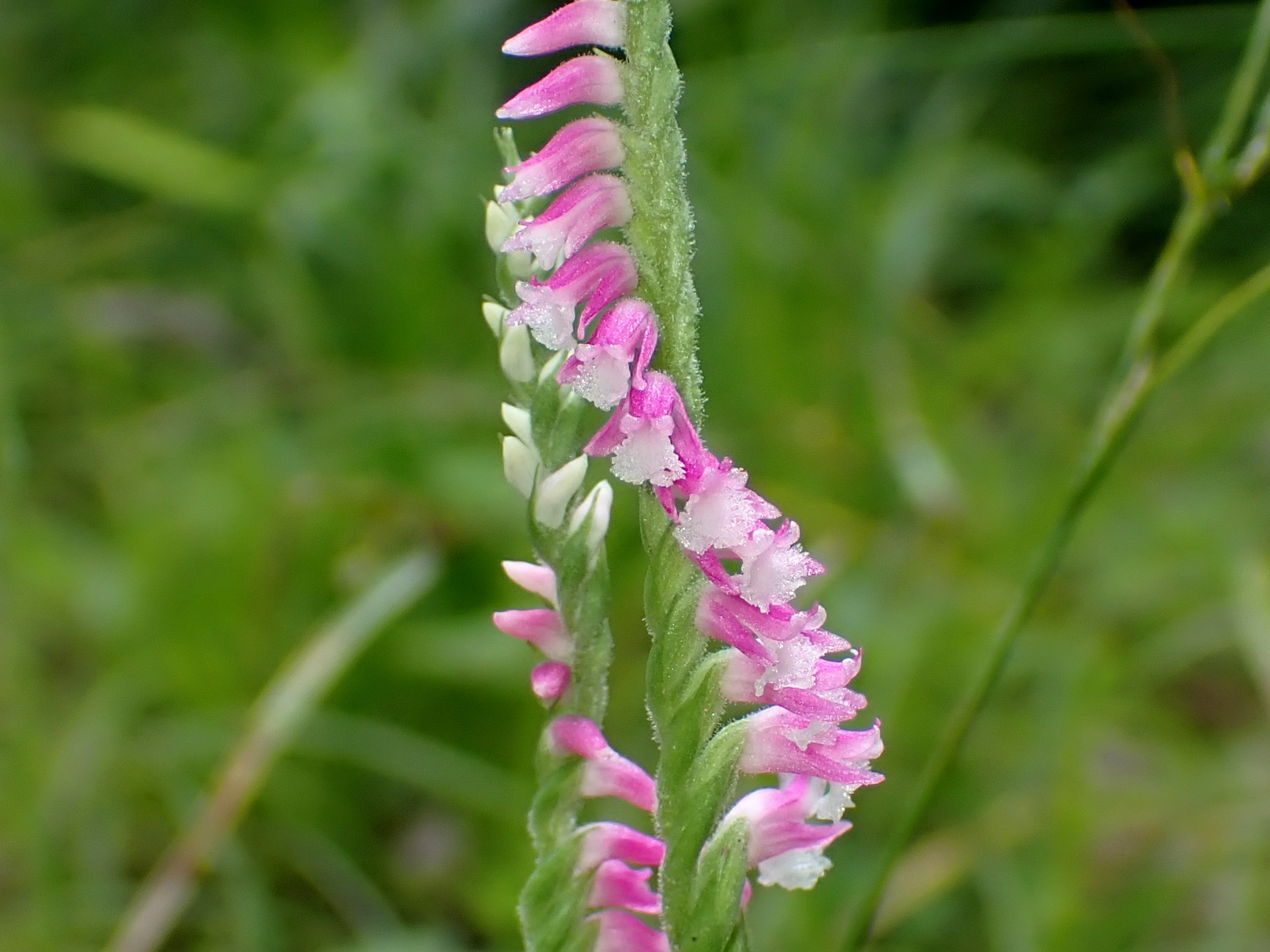 ネジバナ の高画質写真です。横浜市で、2025年6月13日に撮影したものです。