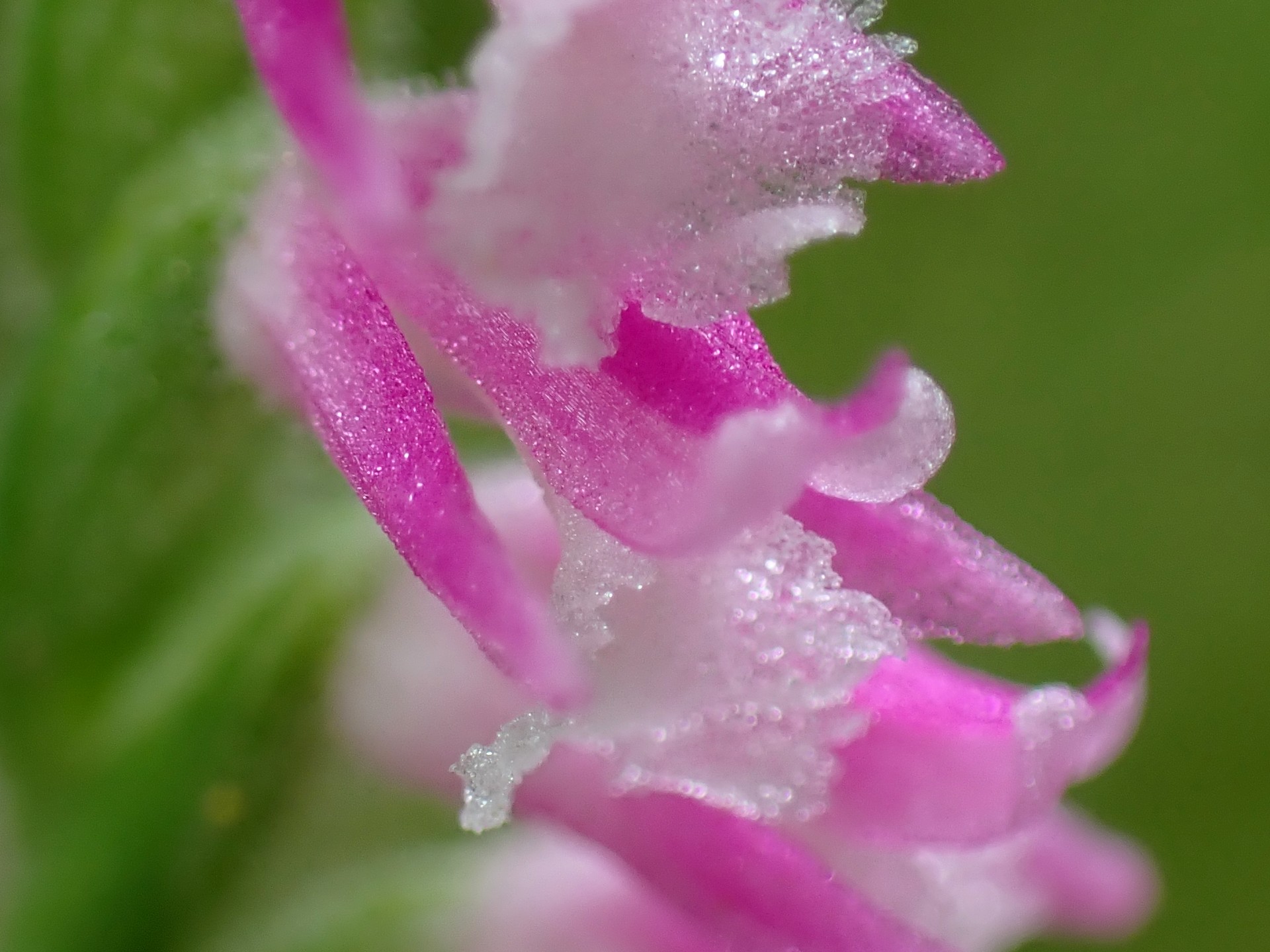ネジバナ の高画質写真です。横浜市で、2025年6月13日に撮影したものです。