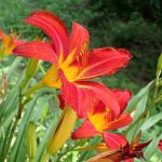 ノカンゾウ の高画質写真です。横浜市で、2025年6月20日に撮影したものです。