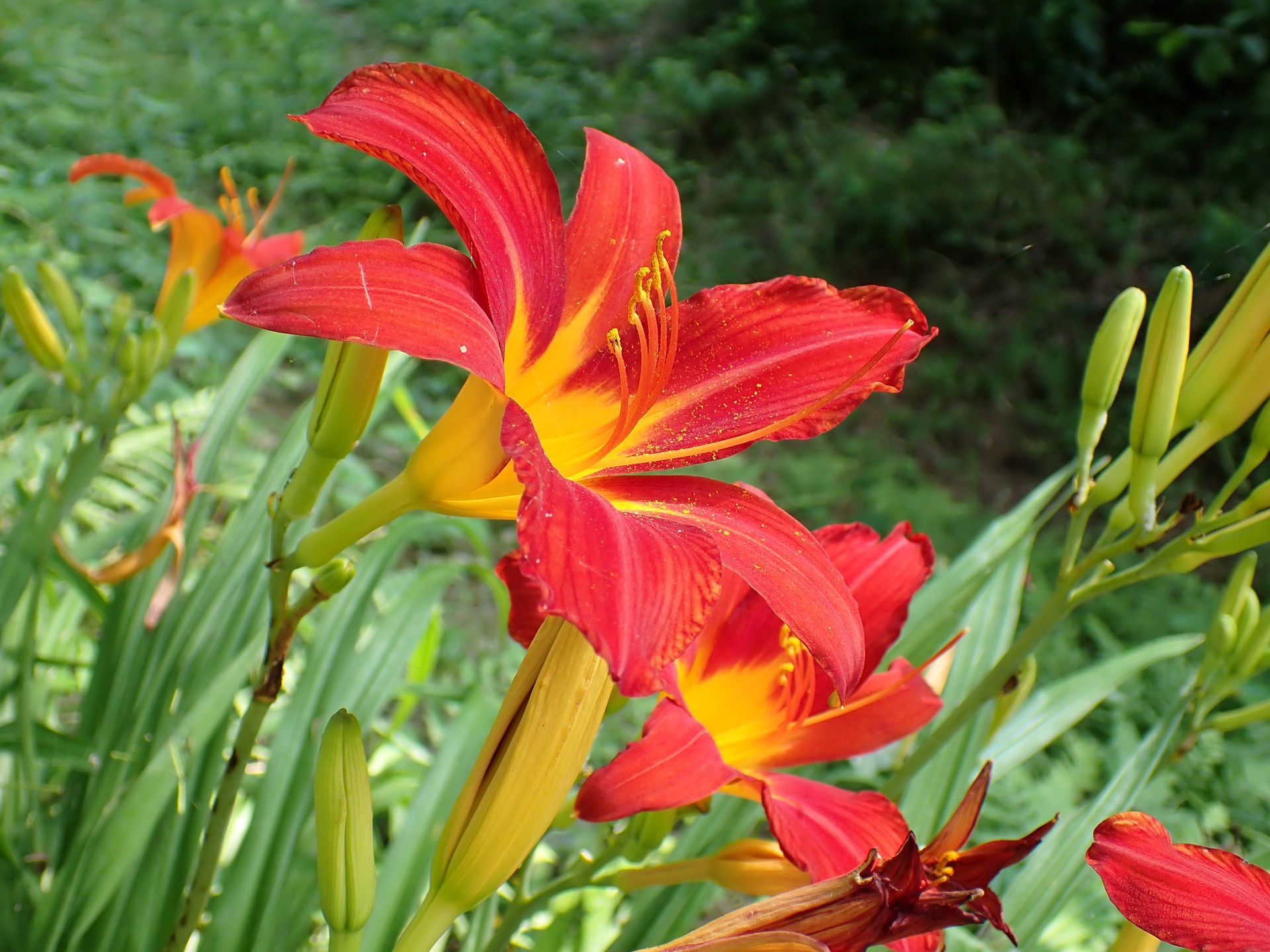 ノカンゾウ の高画質写真です。横浜市で、2025年6月20日に撮影したものです。