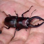 ノコギリクワガタ の高画質写真です。横浜市で、2025年6月20日に撮影したものです。