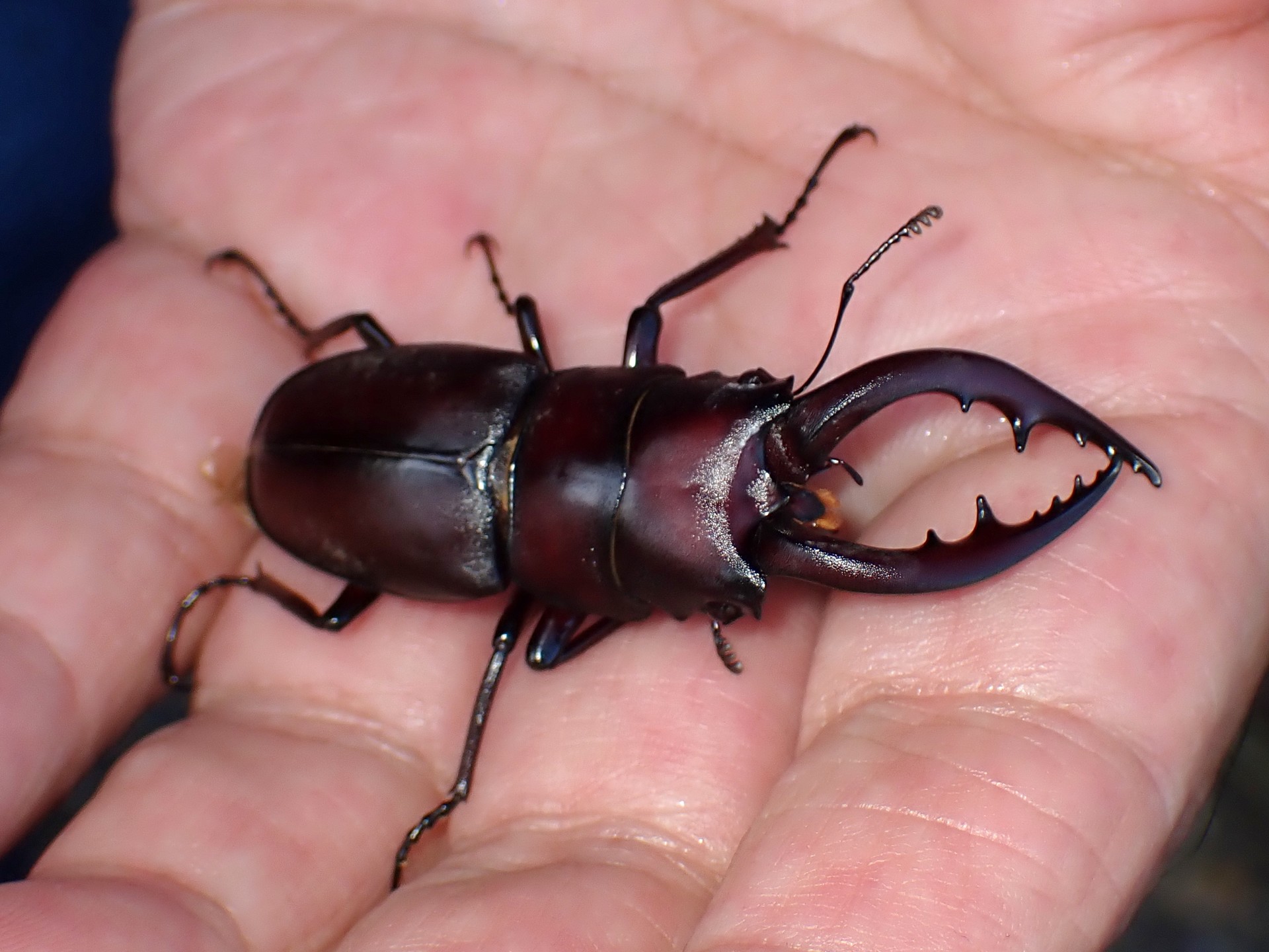 ノコギリクワガタ の高画質写真です。横浜市で、2025年6月20日に撮影したものです。