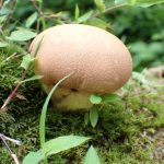 ノウタケ の高画質写真です。横浜市で、2025年6月16日に撮影したものです。