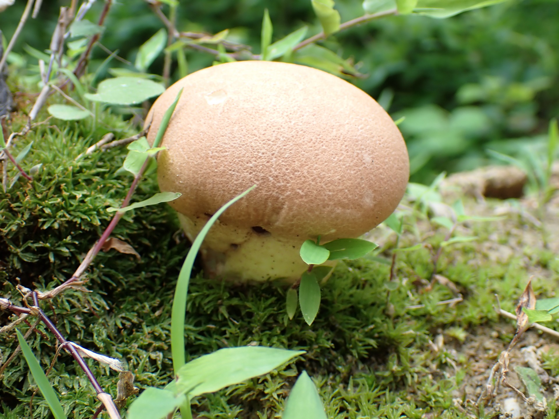 ノウタケ の高画質写真です。横浜市で、2025年6月16日に撮影したものです。