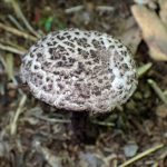 オニイグチの仲間 の高画質写真です。横浜市で、2025年6月22日に撮影したものです。