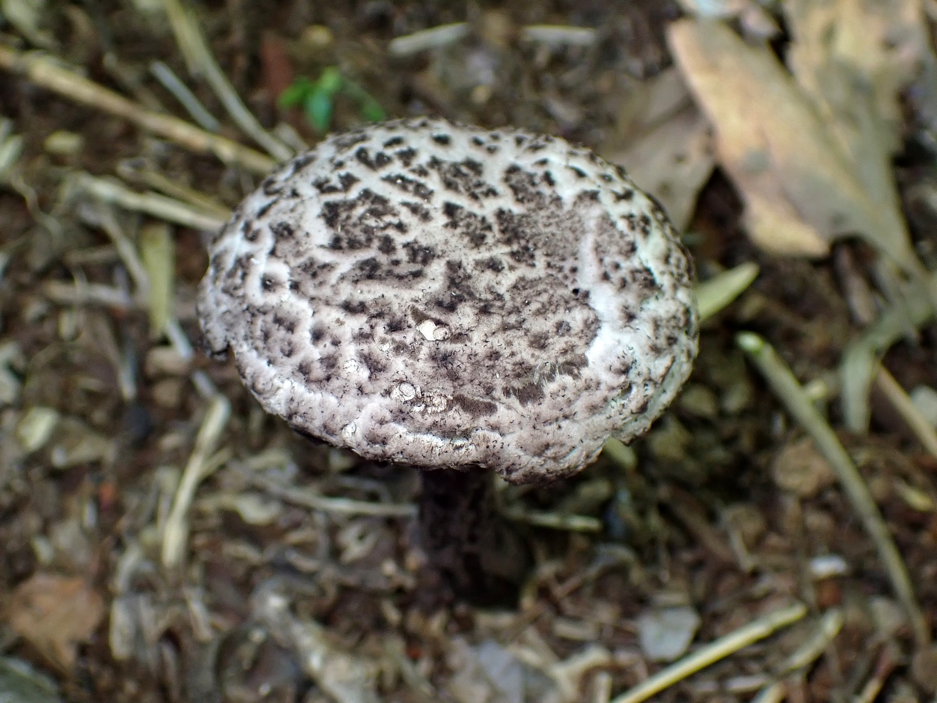 オニイグチの仲間 の高画質写真です。横浜市で、2025年6月22日に撮影したものです。