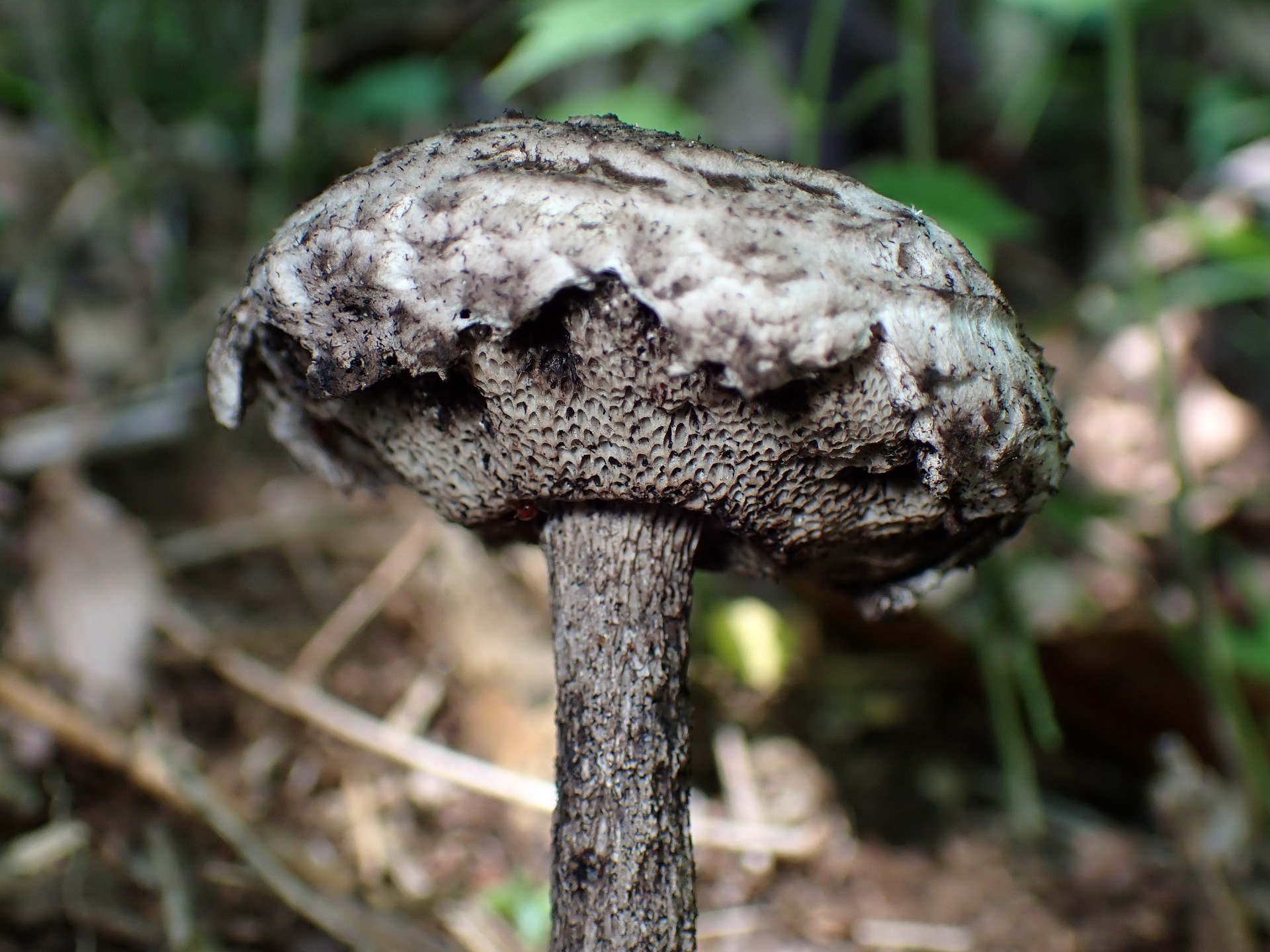 オニイグチの仲間 の高画質写真です。横浜市で、2025年6月22日に撮影したものです。