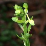 オオバノトンボソウ の高画質写真です。横浜市で、2025年6月14日に撮影したものです。