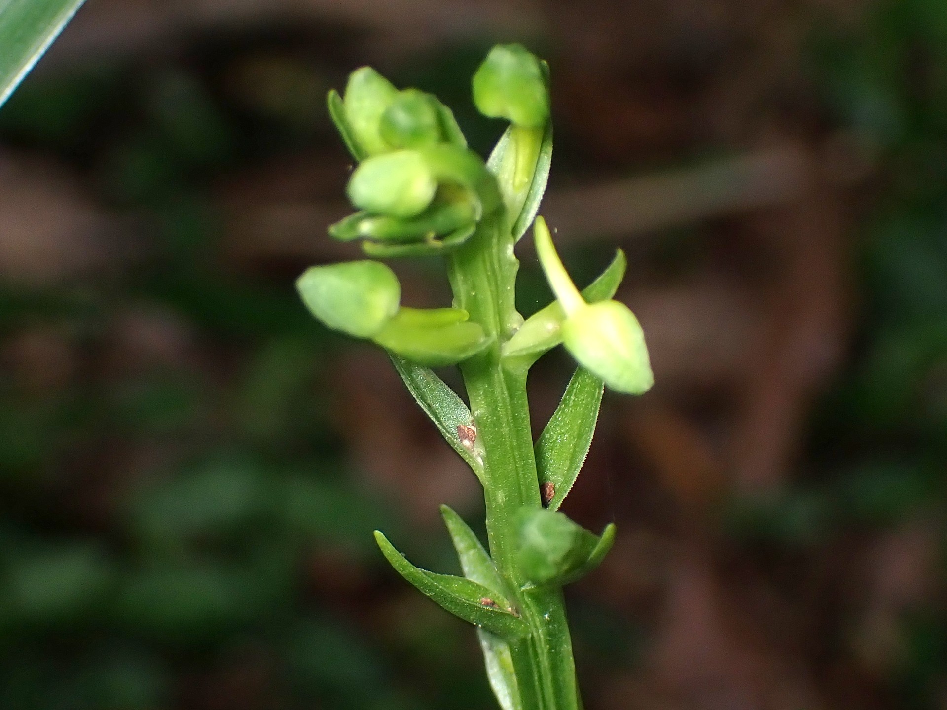 オオバノトンボソウ の高画質写真です。横浜市で、2025年6月14日に撮影したものです。