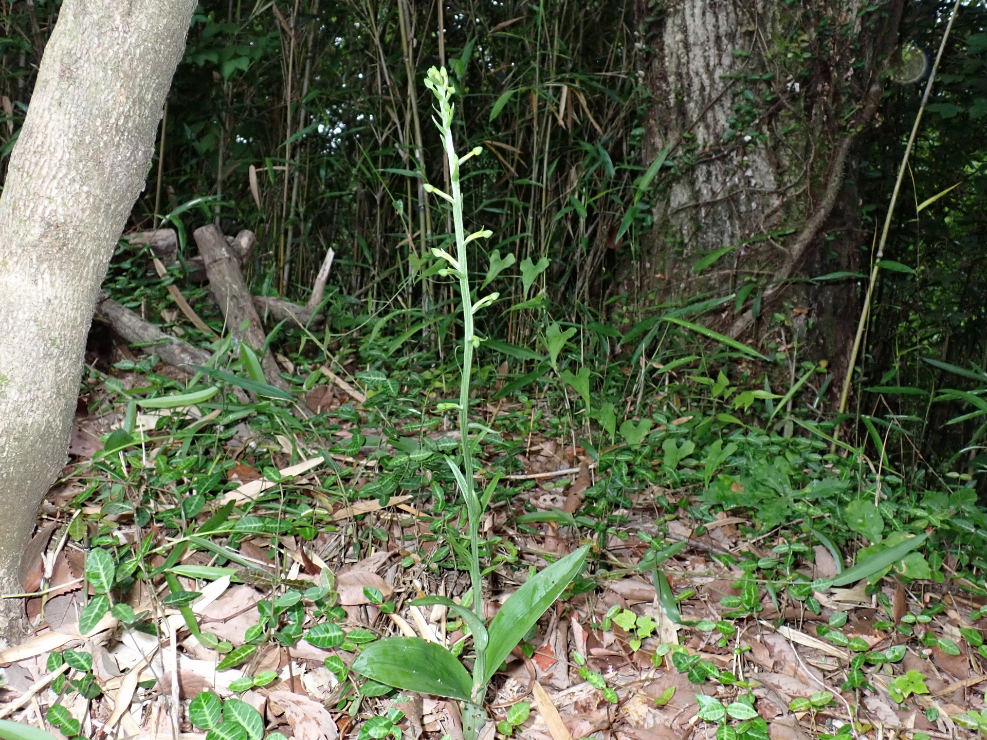 オオバノトンボソウ の高画質写真です。横浜市で、2025年6月14日に撮影したものです。