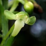 オオバノトンボソウ の高画質写真です。横浜市で、2025年6月27日に撮影したものです。