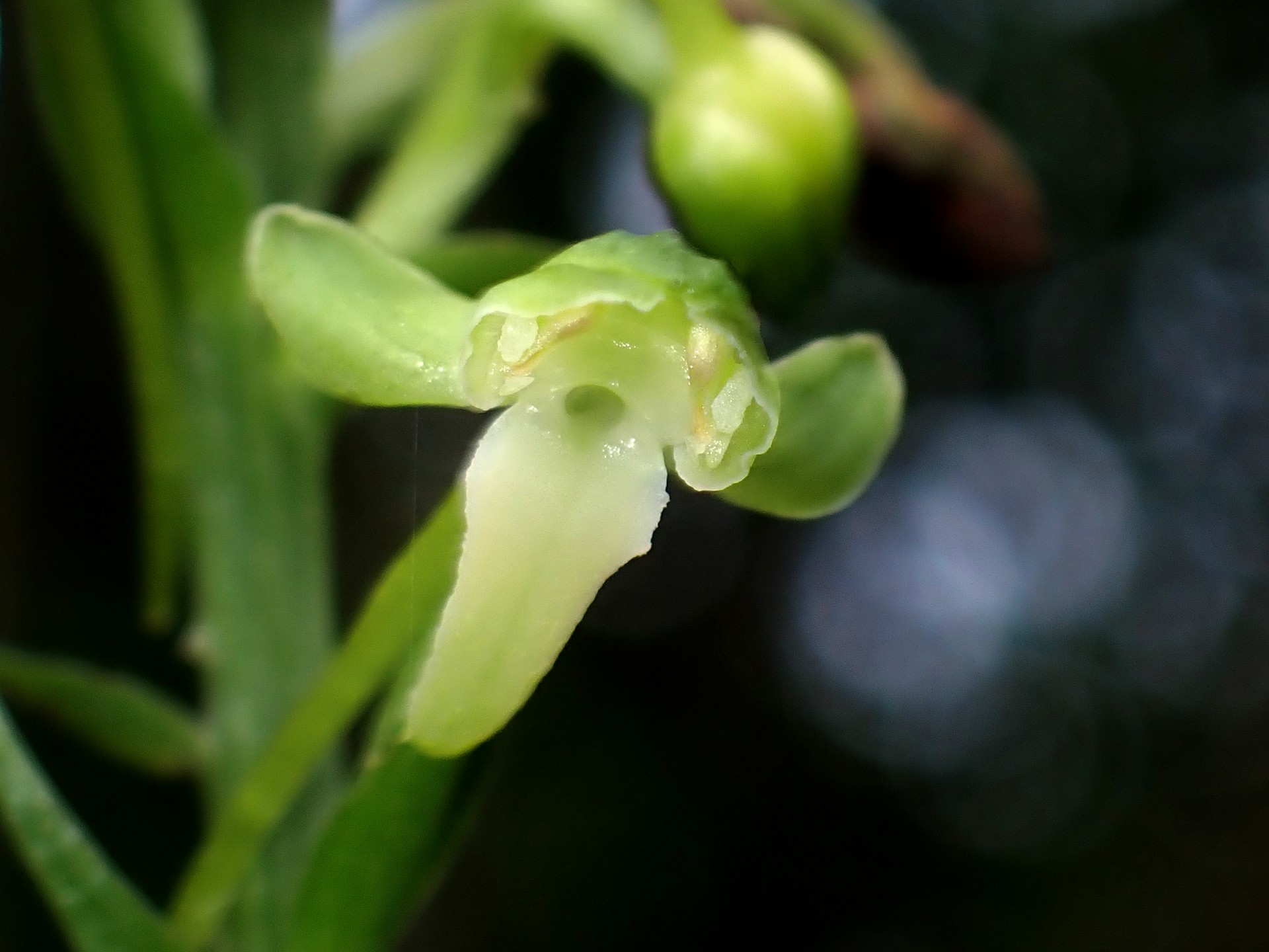 オオバノトンボソウ の高画質写真です。横浜市で、2025年6月27日に撮影したものです。