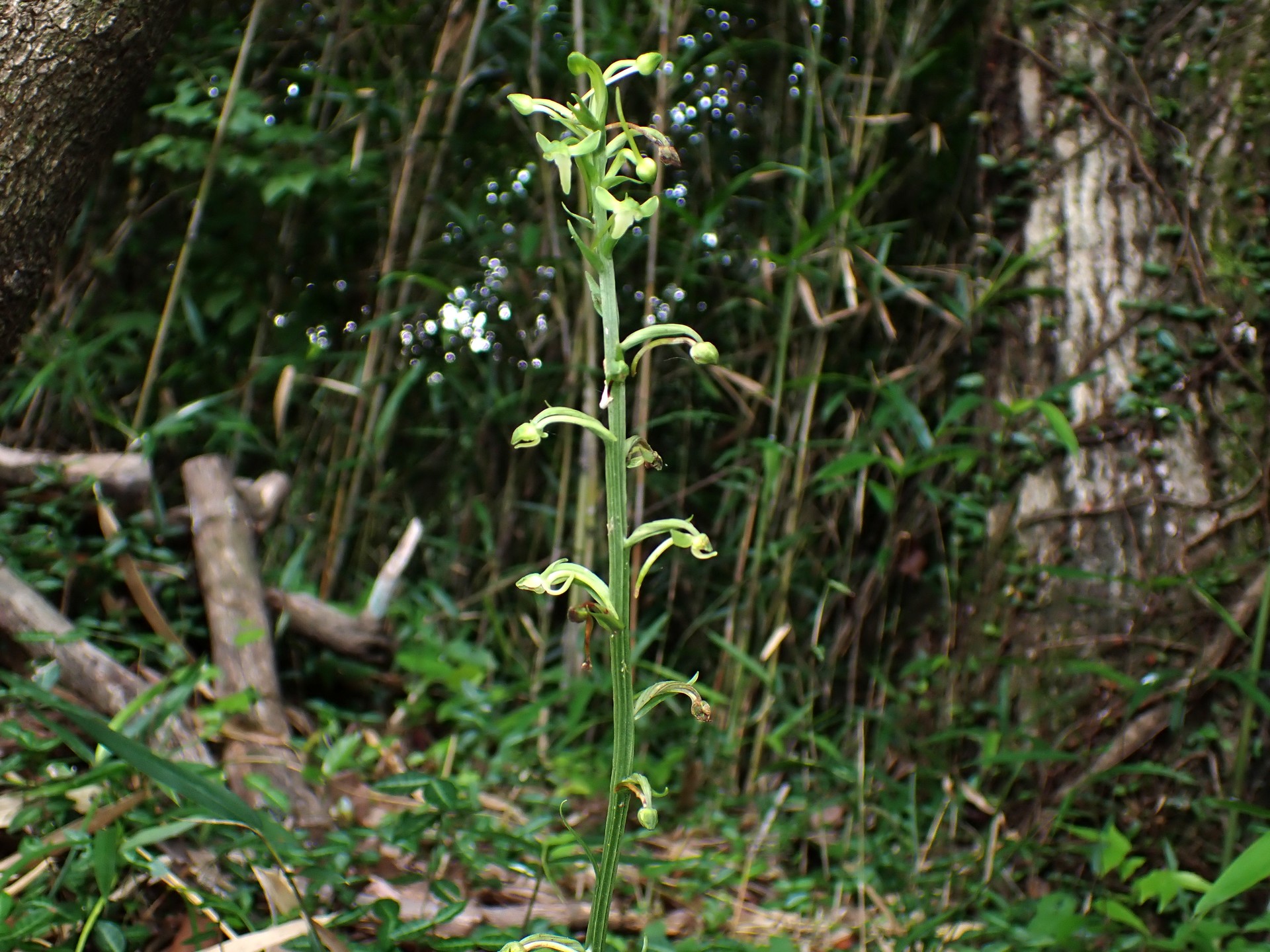 オオバノトンボソウ の高画質写真です。横浜市で、2025年6月27日に撮影したものです。