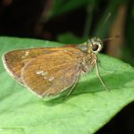 オオチャバネセセリ の高画質写真です。横浜市で、2025年6月20日に撮影したものです。