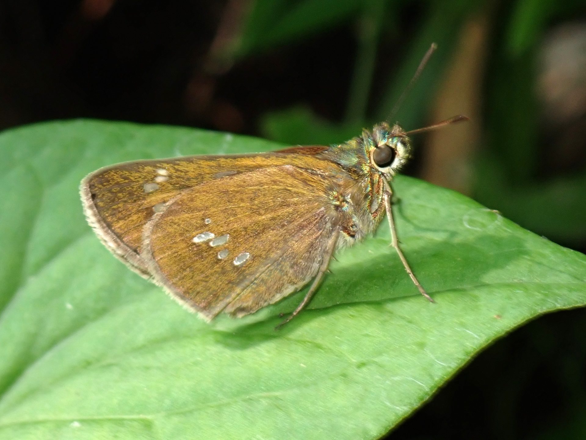 オオチャバネセセリ の高画質写真です。横浜市で、2025年6月20日に撮影したものです。