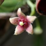 オオカモメヅル の高画質写真です。横浜市で、2025年6月5日に撮影したものです。