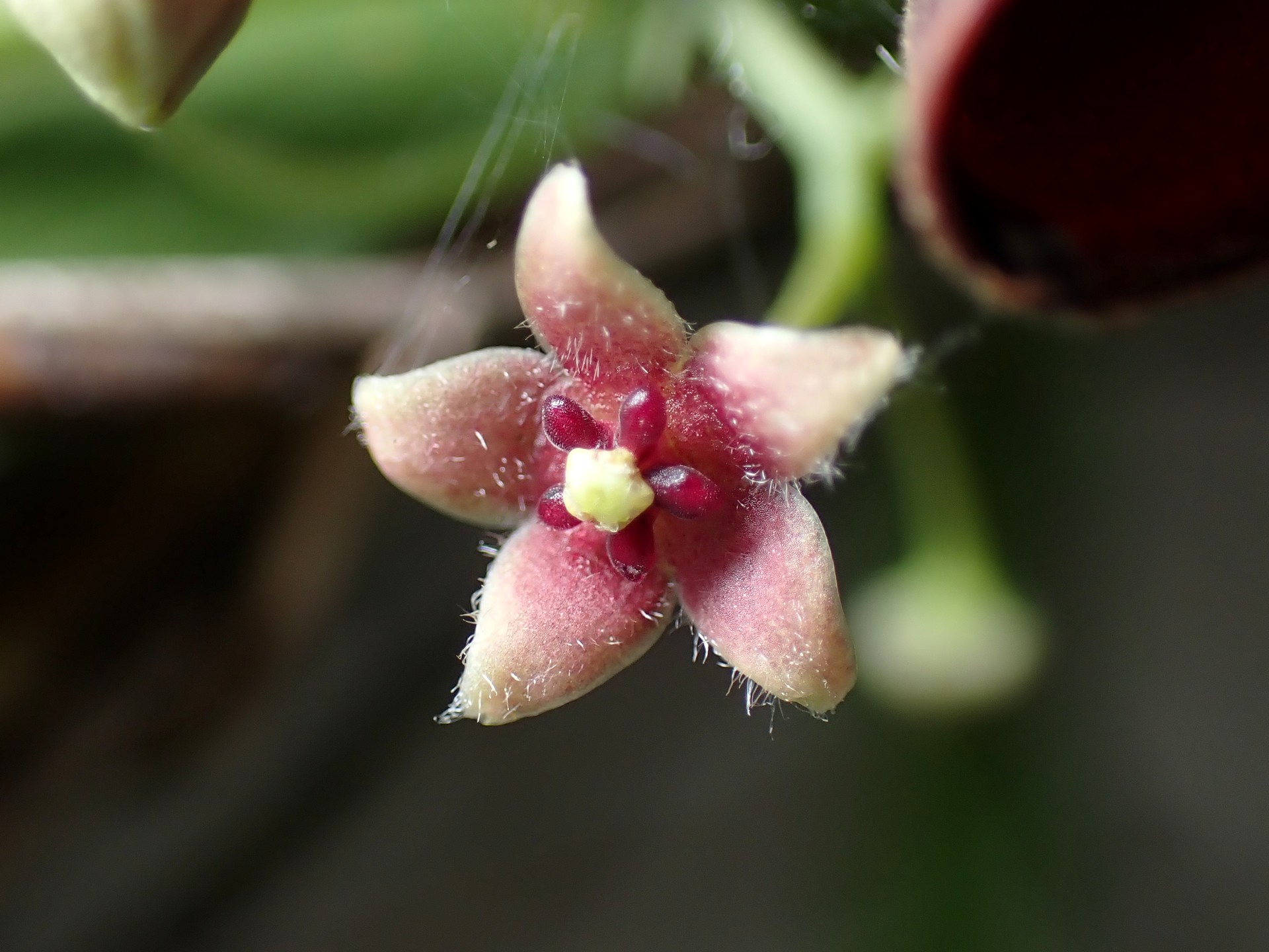 オオカモメヅル の高画質写真です。横浜市で、2025年6月5日に撮影したものです。