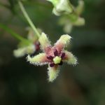 オオカモメヅル の高画質写真です。横浜市で、2025年6月12日に撮影したものです。