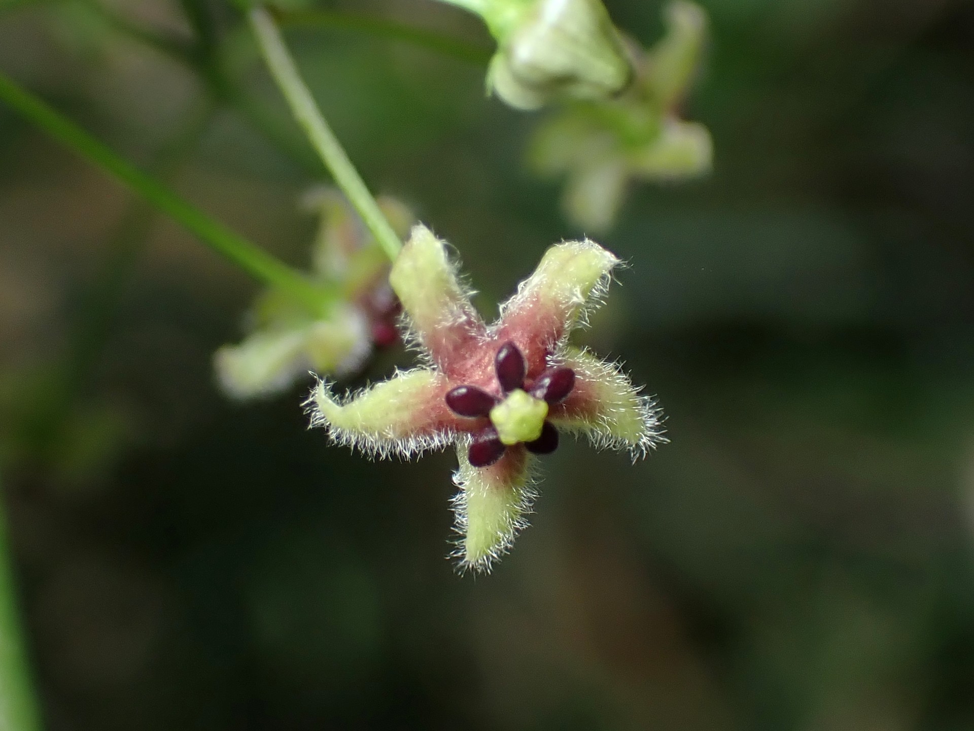 オオカモメヅル の高画質写真です。横浜市で、2025年6月12日に撮影したものです。