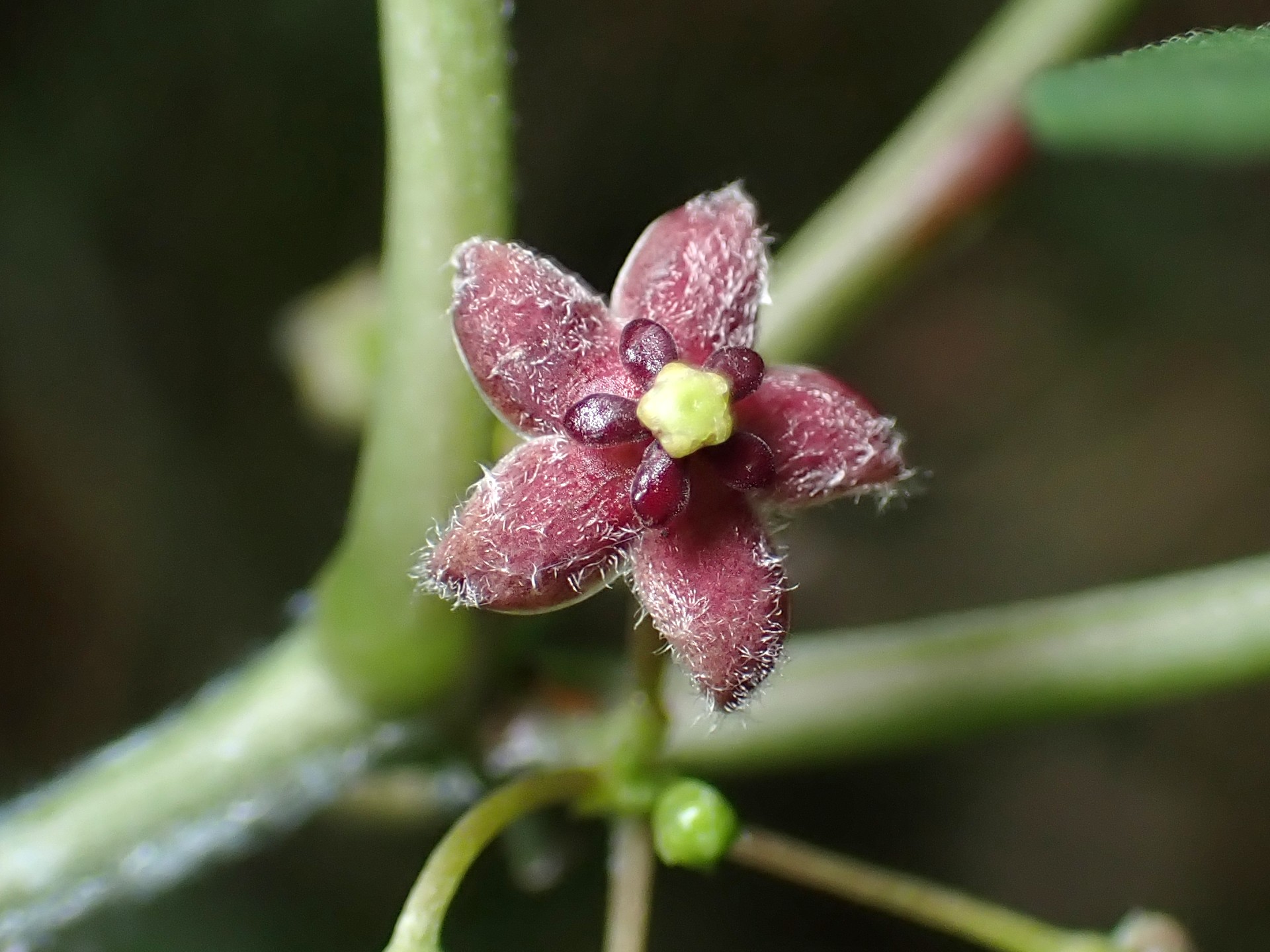 オオカモメヅル の高画質写真です。横浜市で、2025年6月12日に撮影したものです。