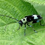 ラミーカミキリ の高画質写真です。横浜市で、2025年6月16日に撮影したものです。