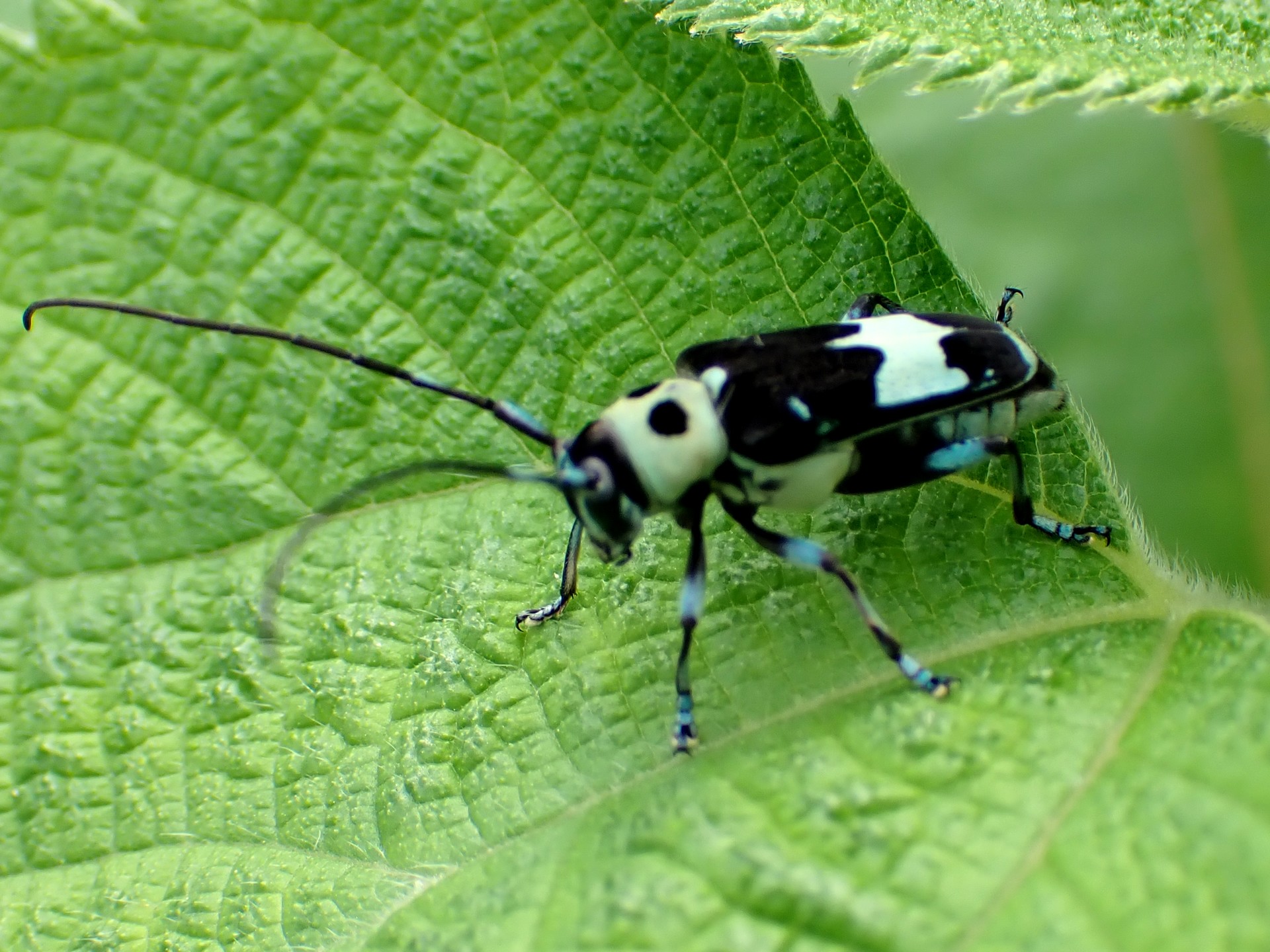 ラミーカミキリ の高画質写真です。横浜市で、2025年6月16日に撮影したものです。