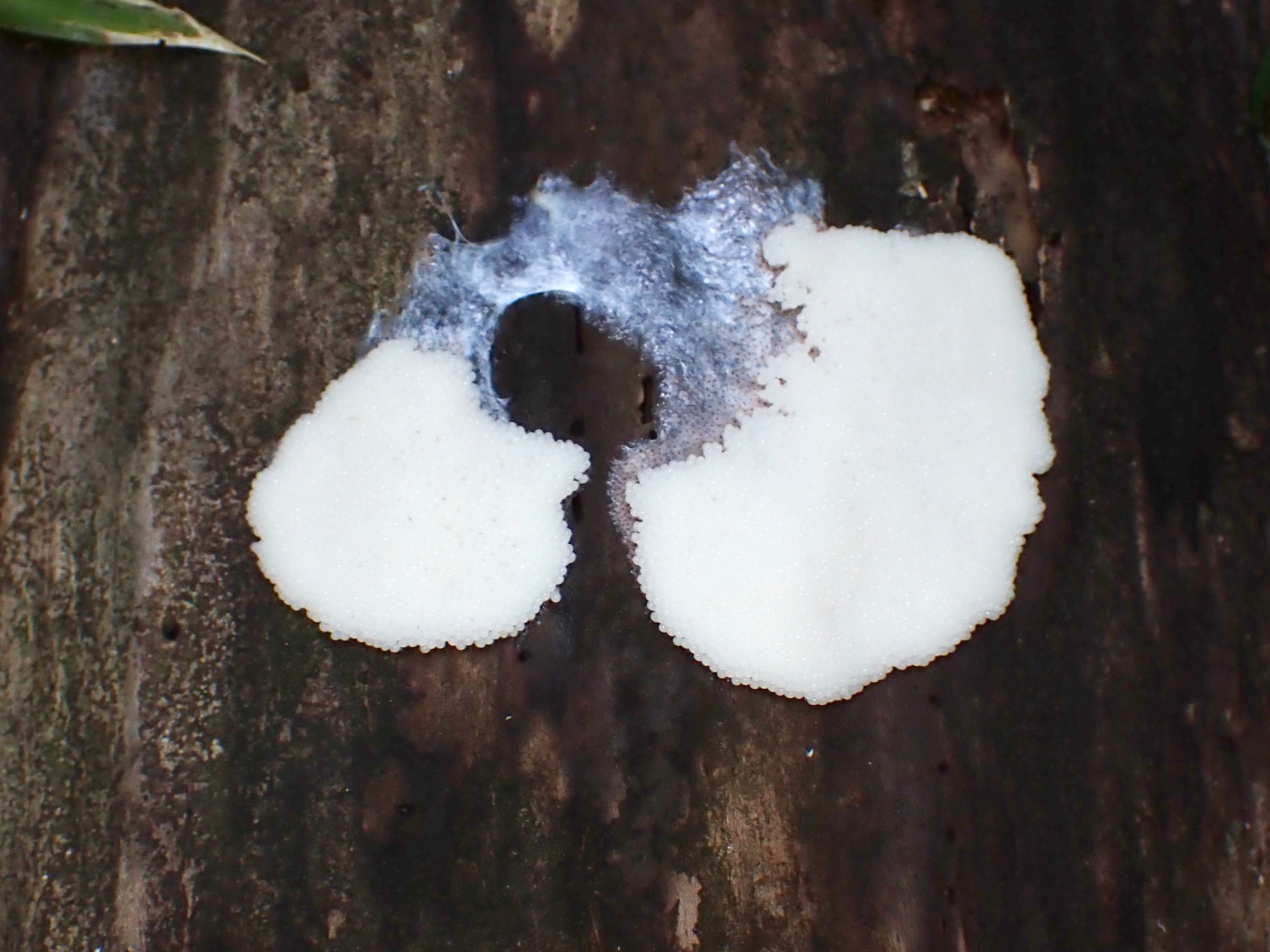 サビムラサキホコリ の高画質写真です。横浜市で、2025年6月5日に撮影したものです。