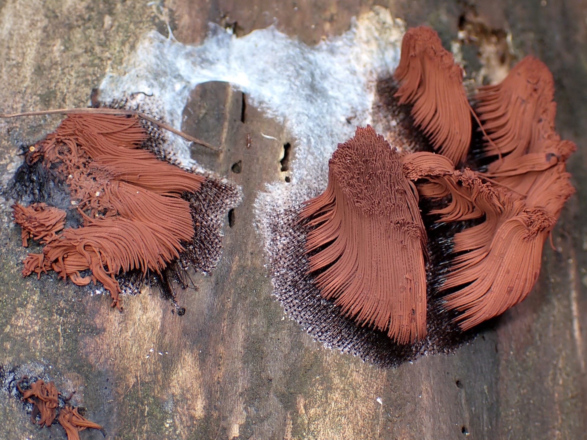 サビムラサキホコリ の高画質写真です。横浜市で、2025年6月6日に撮影したものです。
