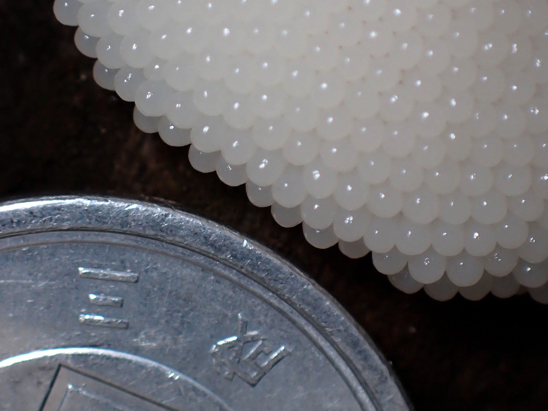 サビムラサキホコリ の高画質写真です。横浜市で、2025年6月5日に撮影したものです。