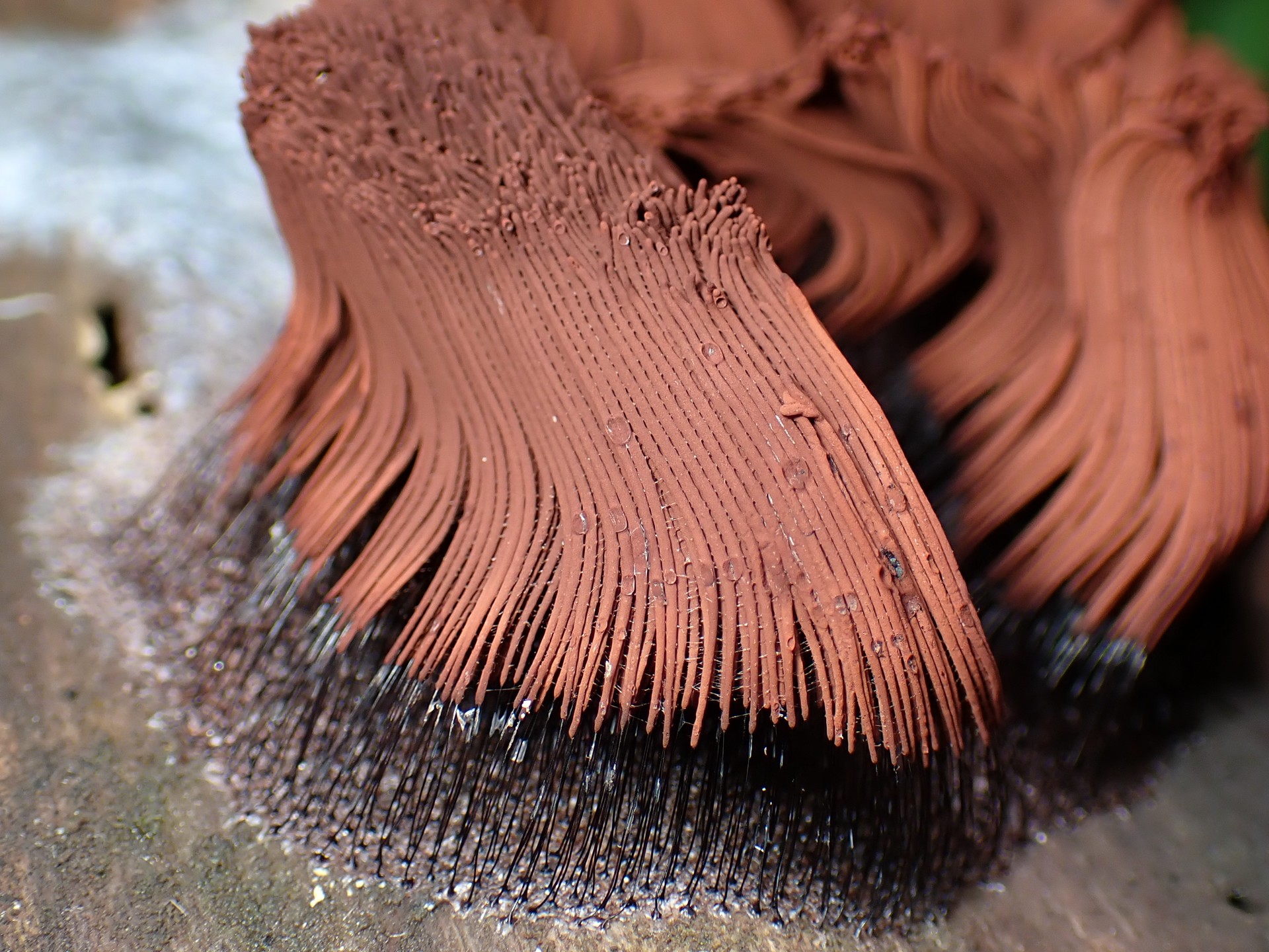 サビムラサキホコリ の高画質写真です。横浜市で、2025年6月6日に撮影したものです。